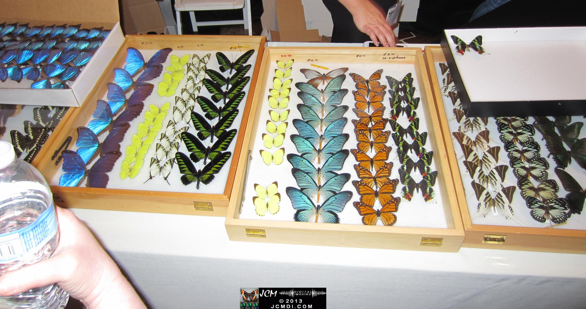 LANHM Bug Fair 2013 crowds and displays